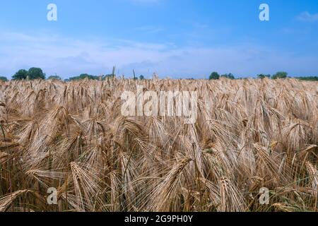 Une culture d'orge mûre (Hordeum vulgare) qui pousse dans un champ agricole au Royaume-Uni sous le soleil d'été, prête pour la récolte. Banque D'Images