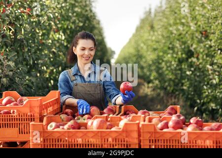 Agriculteur, propriétaire de jardin est fier de la récolte, cueille et trie les fruits Banque D'Images