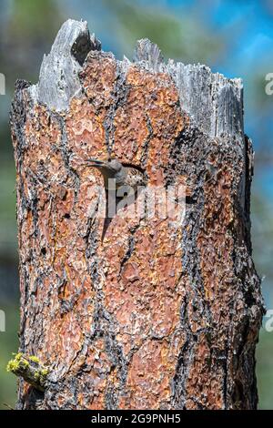 Flicker du Nord (Colaptes auratus) préparer un Nest Banque D'Images