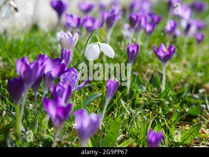 Violet crocus tommasinianus fleurs d'hiver février Royaume-Uni Banque D'Images