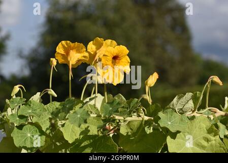 Naturtium plante à fleurs verticales jaunes (Tropaeolum majus) dans le creux avec des feuilles de fuite au soleil en juillet Banque D'Images