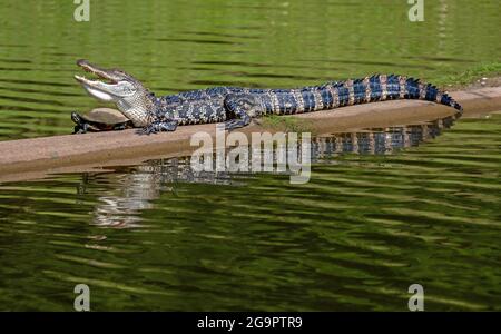 Alligator et une tortue ensemble Banque D'Images