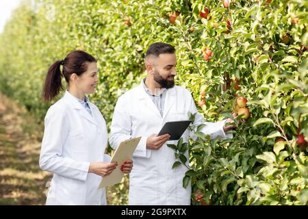 Affaires modernes, culture de fruits écologiques dans le verger, récolte et contrôle biologiques Banque D'Images