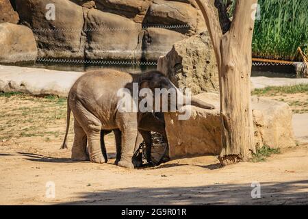 Mignon adorable bébé éléphant s'amuser au ZOO.Indian Elephant.Animal avec le long tronc, défenses, grands rabats d'oreille, jambes massives Banque D'Images