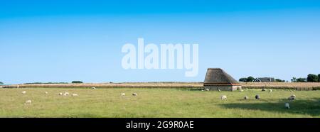 moutons dans un pré herbacé sur l'île hollandaise de texel aux pays-bas Banque D'Images