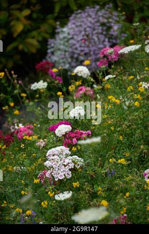 Jardin de fleurs sauvages - coupe transversale de fleurs sauvages dans un jardin de divers coloris Banque D'Images