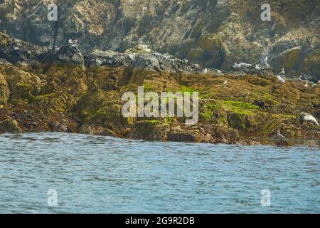 Groupe de drôle paresseux éléphants phoques sur la plage rocheuse. Banque D'Images