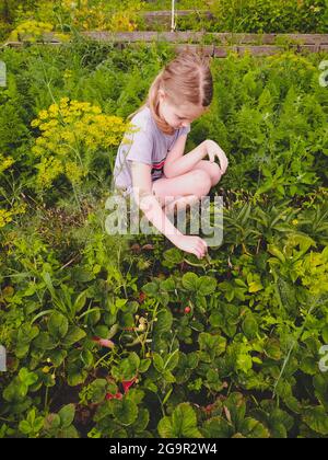 La jeune fille cueillir des fraises mûres dans le jardin en Ukraine