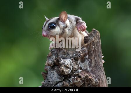 Patin à sucre suspendu sur une branche d'arbre Banque D'Images