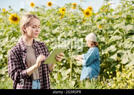 Jeune femme agricole sérieuse en vêtements de travail debout devant et en utilisant la tablette numérique contre le champ de tournesol et mûr femme travaillant Banque D'Images