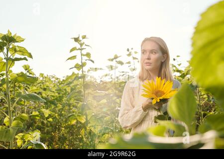 Gaie jeune femme blonde en robe blanche debout par un de grands tournesols devant l'appareil photo dans le champ contre le ciel dégagé Banque D'Images