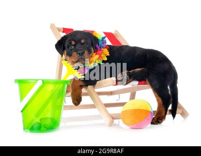 Chiot rottweiler in front of white background Banque D'Images