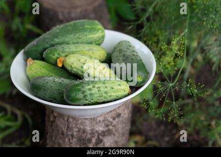 Assiette de concombres biologiques fraîchement cueillis. Récolte d'été, concombres frais cultivés à la maison. Éco-produits, végétarisme. Banque D'Images