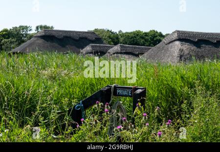 Des serres de chaume historiques parmi les grandes roseaux verts dans les marais de Hickling Broad, sur les couvées à l'est de Norwich, dans le Norfolk au Royaume-Uni Banque D'Images