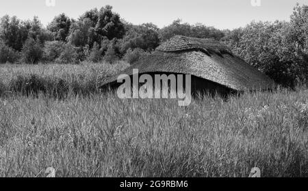 Hangar à bateaux de chaume historique parmi les grandes roseaux dans les marais de Hickling Broad, sur les broaads à l'est de Norwich, dans le Norfolk au Royaume-Uni. Banque D'Images