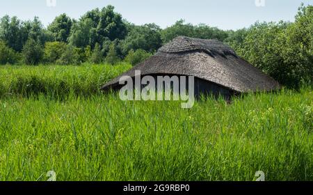 Hangar à bateaux de chaume historique parmi les grandes roseaux verts dans les marais de Hickling Broad, sur les couvées à l'est de Norwich, dans le Norfolk au Royaume-Uni Banque D'Images