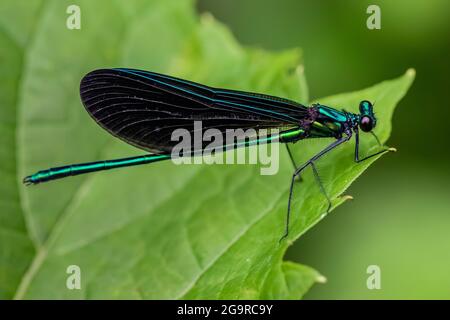 Calopteryx maculata, Damselfly à pattes noires, reposant sur une feuille au soleil dans le parc communautaire de Grand River près de Lansing, Michigan, États-Unis Banque D'Images