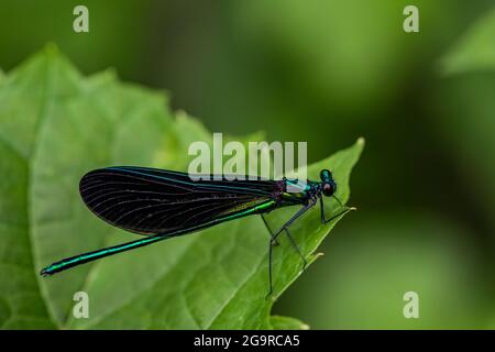 Calopteryx maculata, Damselfly à pattes noires, reposant sur une feuille au soleil dans le parc communautaire de Grand River près de Lansing, Michigan, États-Unis Banque D'Images