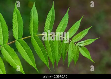 Staghorn Sumac, Rhus typhina, le long d'un hedgerow dans le parc communautaire de Grand River près de Lansing, Michigan, États-Unis Banque D'Images