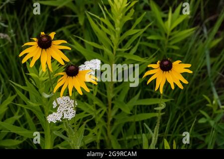 Susan à yeux noirs, Rudbeckia hirta, qui fleurira dans un pré du parc communautaire de Grand River près de Lansing, Michigan, États-Unis Banque D'Images