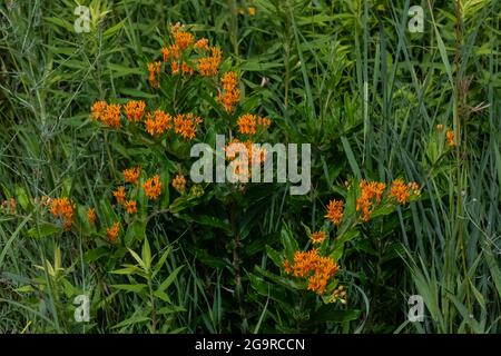 Papillon Weed, Asclepias tuberosa, floraison dans un pré dans le parc communautaire de Grand River près de Lansing, Michigan, États-Unis Banque D'Images