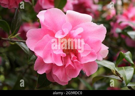 Camellia x williamsii 'anticipation' affichant des fleurs roses doubles caractéristiques au printemps. ROYAUME-UNI Banque D'Images