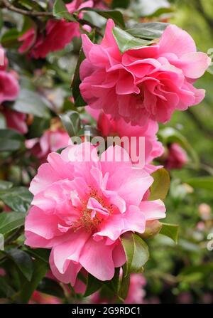 Camellia x williamsii 'anticipation' affichant des fleurs roses doubles caractéristiques au printemps. ROYAUME-UNI Banque D'Images