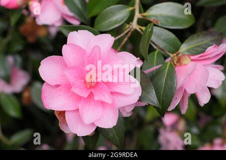 Camellia × williamsii 'Daintiness' présentant des fleurs roses caractéristiques au printemps. ROYAUME-UNI Banque D'Images