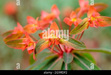 Euphorbia griffithii 'Dixter' présentant des grappes de fleurs orange caractéristiques. ROYAUME-UNI Banque D'Images