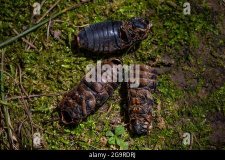 Exosquelettes écartées lorsque les nymphes du bromod X, un Cicada de 17 ans, Magicicada sp., sont apparus et transformés en adultes en juin 2021 à Cherry Hill N Banque D'Images