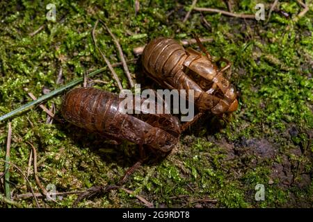 Exosquelettes écartées lorsque les nymphes du bromod X, un Cicada de 17 ans, Magicicada sp., sont apparus et transformés en adultes en juin 2021 à Cherry Hill N Banque D'Images