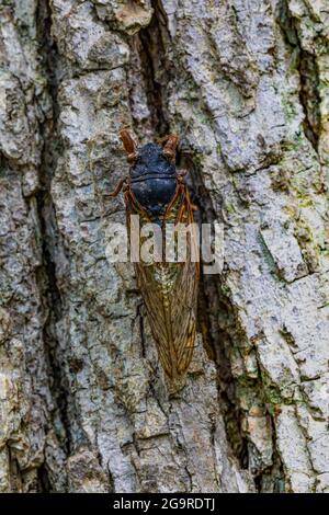 La cicada morte de la couvée X, une Cicada de 17 ans, Magicicada sp., est apparue en juin 2021 dans la réserve naturelle de Cherry Hill près d'Ann Arbor et Ypsilanti, Michigan Banque D'Images