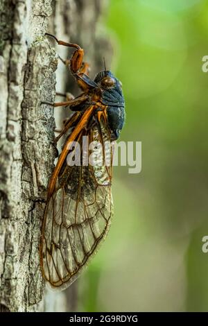 La cicada morte de la couvée X, une Cicada de 17 ans, Magicicada sp., est apparue en juin 2021 dans la réserve naturelle de Cherry Hill près d'Ann Arbor et Ypsilanti, Michigan Banque D'Images