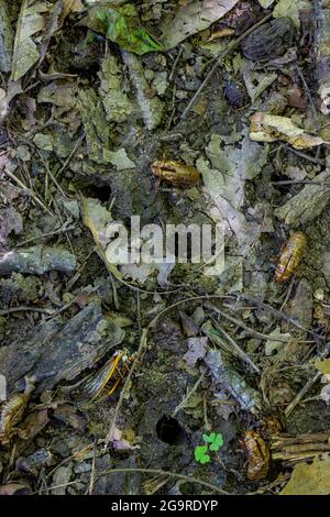 Des trous d'émergence et des exosquelettes écartées des nymphes de la couvée X, une Cicada de 17 ans, Magicicada sp., ont vu le jour en juin 2021 à Cherry Hill nature Pres Banque D'Images