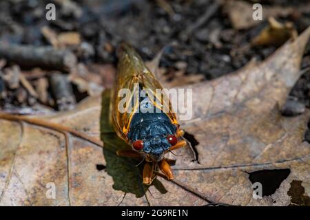 La cicada morte de la couvée X, une Cicada de 17 ans, Magicicada sp., est apparue en juin 2021 dans la réserve naturelle de Cherry Hill près d'Ann Arbor et Ypsilanti, Michigan Banque D'Images