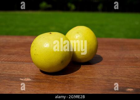 Citrons fraîchement cuechés sur une table en bois en extérieur. Petits fruits et légumes indiens ou sud-asiatiques. Citrons biologiques de couleur jaune vif Banque D'Images