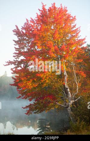 Androscoggin River, Milan, New Hampshire, États-Unis Banque D'Images