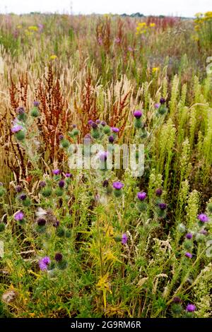 Terres agricoles, non cultivées et couvertes de mauvaises herbes, Warwickshire, Royaume-Uni Banque D'Images