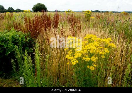 Terres agricoles, non cultivées et couvertes de mauvaises herbes, Warwickshire, Royaume-Uni Banque D'Images