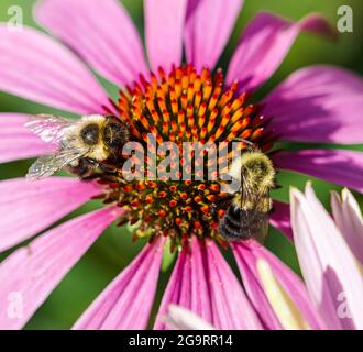 Deux abeilles orientales (Bombus impatiens) collectent le nectar et le pollen de la fleur de conée pourpre (Echinacea Purpurea.) Gros plan. Banque D'Images