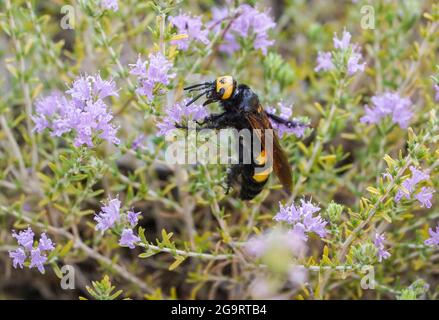 Guêpe de mammouth (Megascolia maculata) Grande guêpe (la plus grande en Europe) se nourrissant de Thyme, Andalousie, Espagne. Banque D'Images