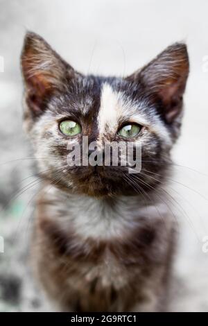 Chaton noir avec une bande sur son front regarde dans la caméra, mise au point sélective. Animaux de compagnie charmants. Banque D'Images