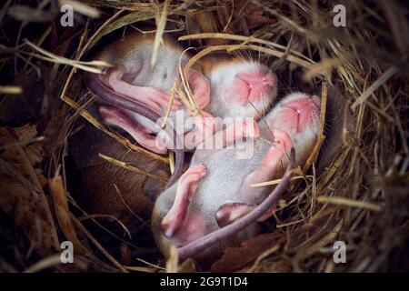 Bébé souris dormant dans un nid en position drôle (Mus musculus) Banque D'Images