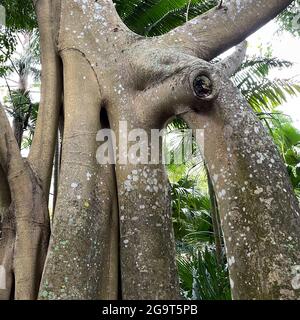 Un tronc d'arbre unique banyon trouvé dans un jardin botanique en Floride. Banque D'Images