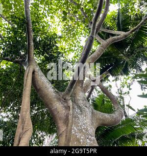 Un tronc d'arbre unique banyon trouvé dans un jardin botanique en Floride. Banque D'Images