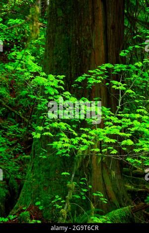 Une photo extérieure d'une forêt tropicale du nord-ouest du Pacifique Banque D'Images