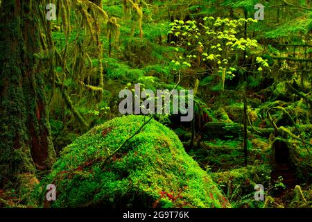 Une photo extérieure d'une forêt tropicale du nord-ouest du Pacifique Banque D'Images