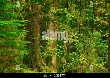 Une photo extérieure d'une forêt tropicale du nord-ouest du Pacifique Banque D'Images