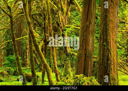 Une photo extérieure d'une forêt tropicale du nord-ouest du Pacifique Banque D'Images