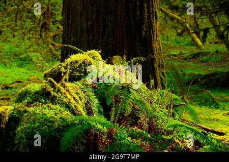 Une photo extérieure d'une forêt tropicale du nord-ouest du Pacifique Banque D'Images